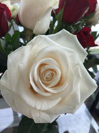 Close-up of white rose blooming outdoors