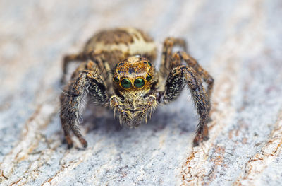 Close-up of spider