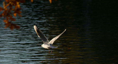 Seagull flying over lake