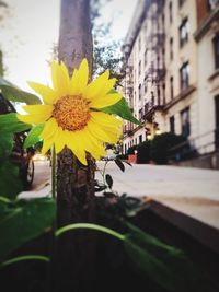 Close-up of yellow flowers