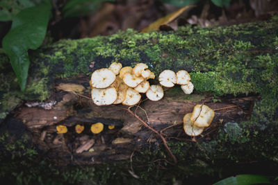 Close-up of mushrooms growing in forest