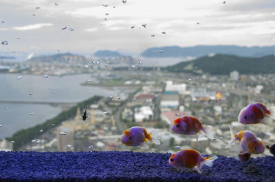 Close-up of jellyfish in the sea