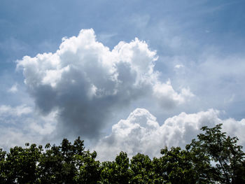 Low angle view of trees against sky