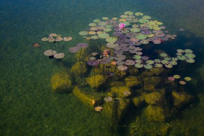 Close-up of lotus water lily in lake