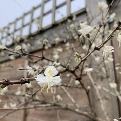 Close-up of cherry blossoms on branch