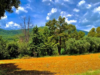 Trees on field against sky