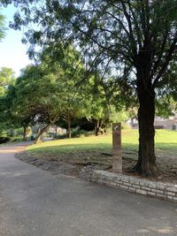 Trees in park