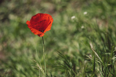 Close-up of red poppy flower on field