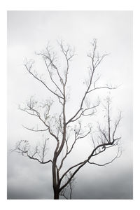 bare tree