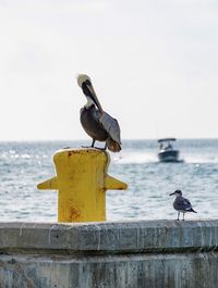 Bird perching on wooden post