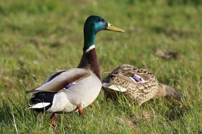 Mallard duck on field