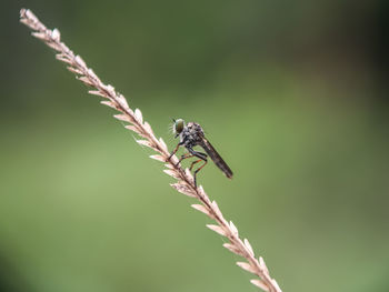 Close-up of insect on plant