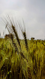 Close-up of wheat field against sky