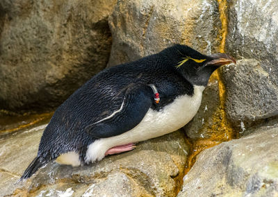 Close-up of penguin on rock in water