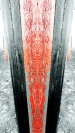 Close-up of red flowers