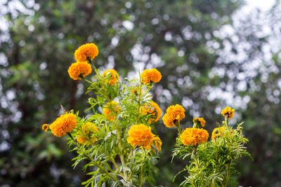 Close-up of marigold blooming outdoors