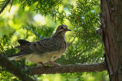 Low angle view of bird perching on tree