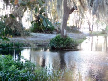 Scenic view of lake in forest