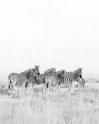 Zebra standing on field