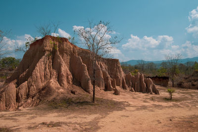 Tree on soil pillar so din na noe in nan province, thailand.