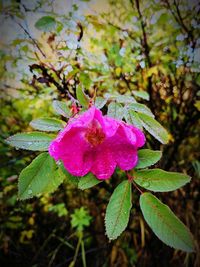 Close-up of pink flower blooming outdoors
