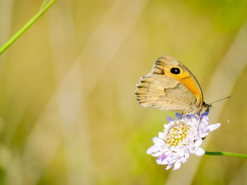 Close-up of butterfly pollinating on flower