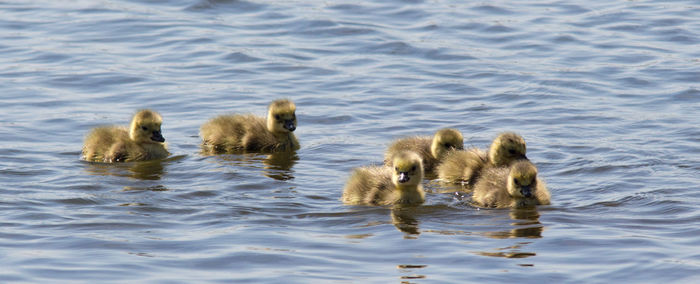 Flock of ducks in lake