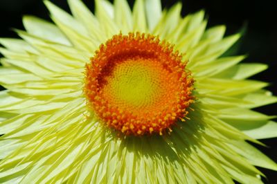 Macro shot of yellow daisy flower