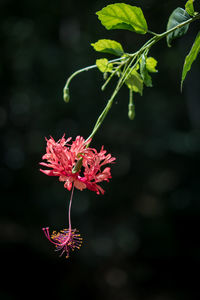 Close-up of pink flowers