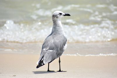 Seagull perching on a beach