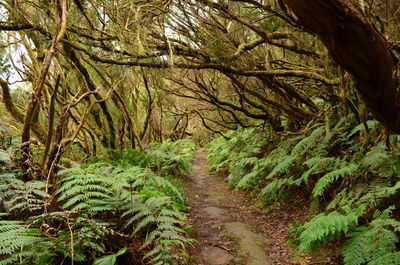 Full frame shot of trees in forest