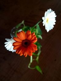 Close-up of flower blooming outdoors