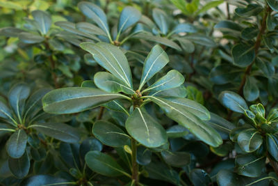 High angle view of flowering plant