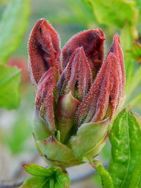 Close-up of red flowering plant