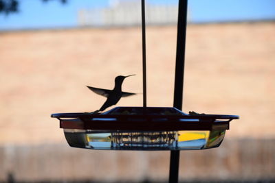 Close-up of bird flying