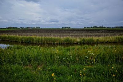 Scenic view of agricultural field against sky