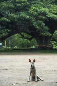 View of a dog looking away