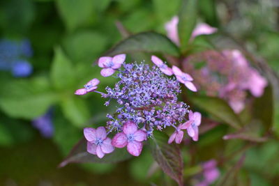 Close-up of purple flowers blooming outdoors