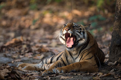 Close-up of tiger yawning