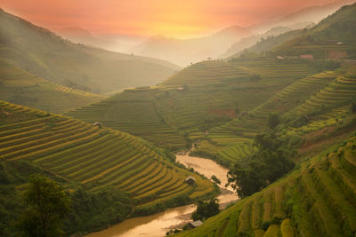 Scenic view of rice paddy field during sunset
