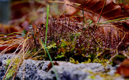 Close-up of fresh plants in water
