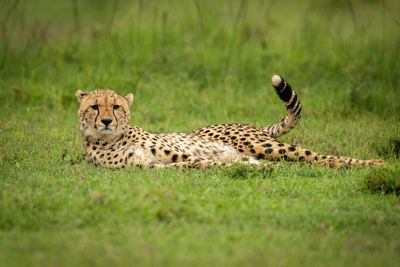 Cheetah lies on short grass lifting head