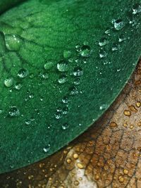 Close-up of raindrops on leaves