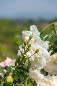 Close-up of white flowering plant