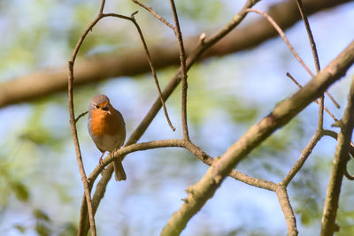 Close-up of bird perching on branch