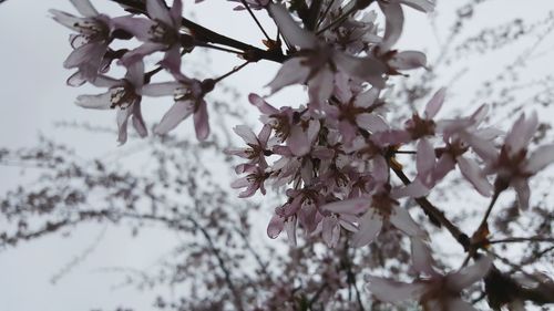 Low angle view of pink flower tree against sky