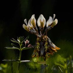 Close-up of flowering plant