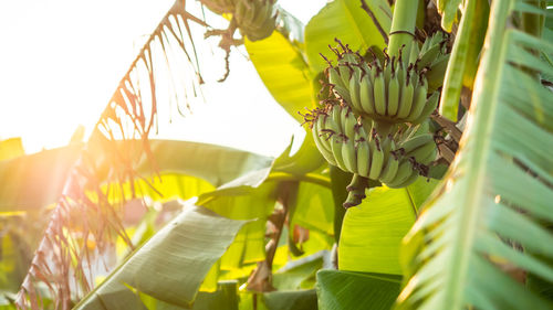 Close-up of banana leaf