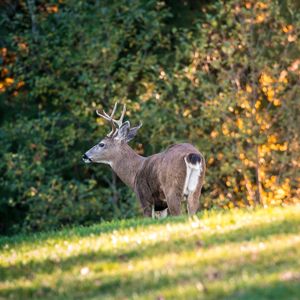 Deer in a forest