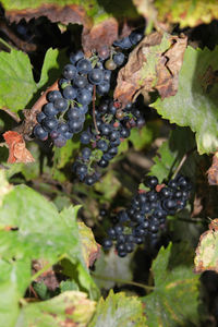 Close-up of grapes growing in vineyard